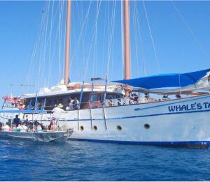 Whales Tale Day Cruise